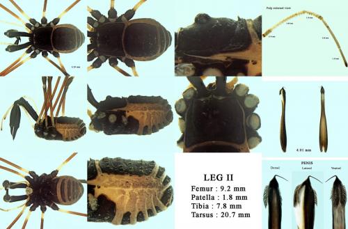 Réf. 238 547 : Ischyropsalis nodifera
